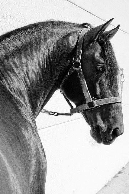Caballo negro retratado en blanco y negro